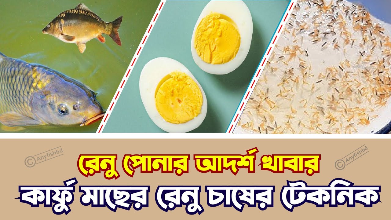 কার্ফু মাছের রেনু প্রতিপালন || কার্ফু মাছের রেনুর খাবার || কার্ফু মাছের রেনু চাষ ||