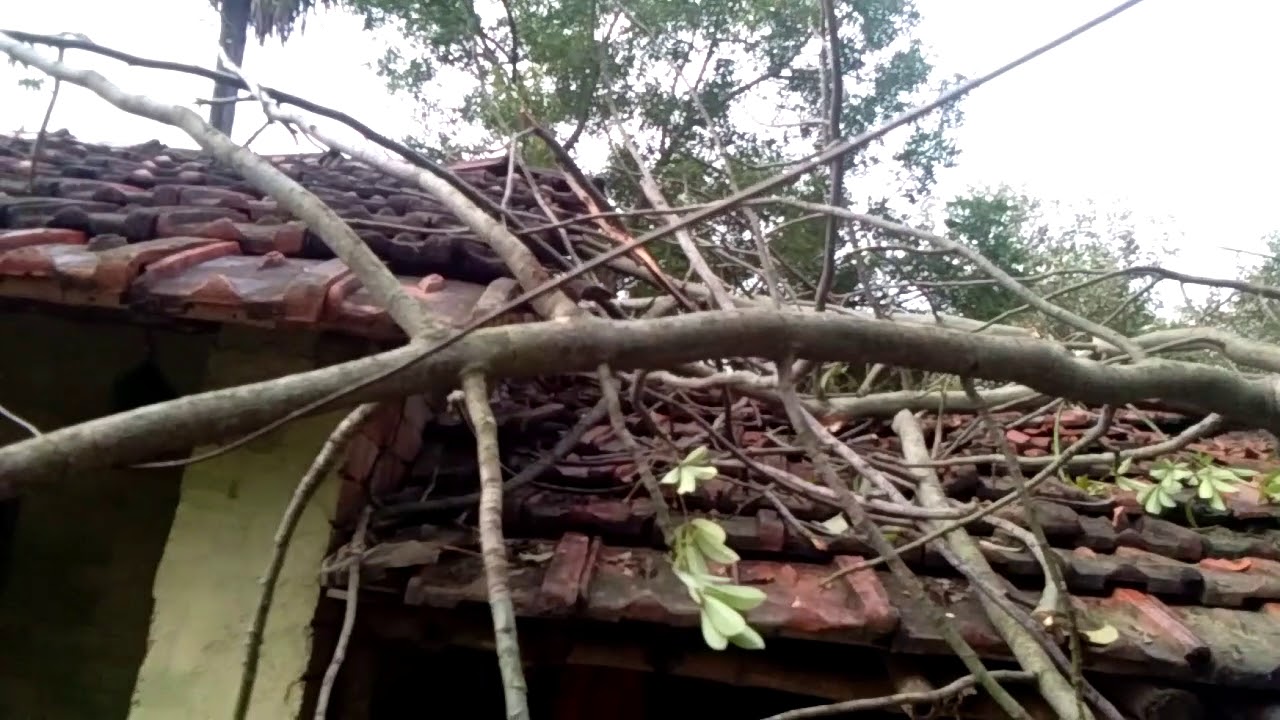 Huge tree 🎄fall for heavy storm #ABPNEWS