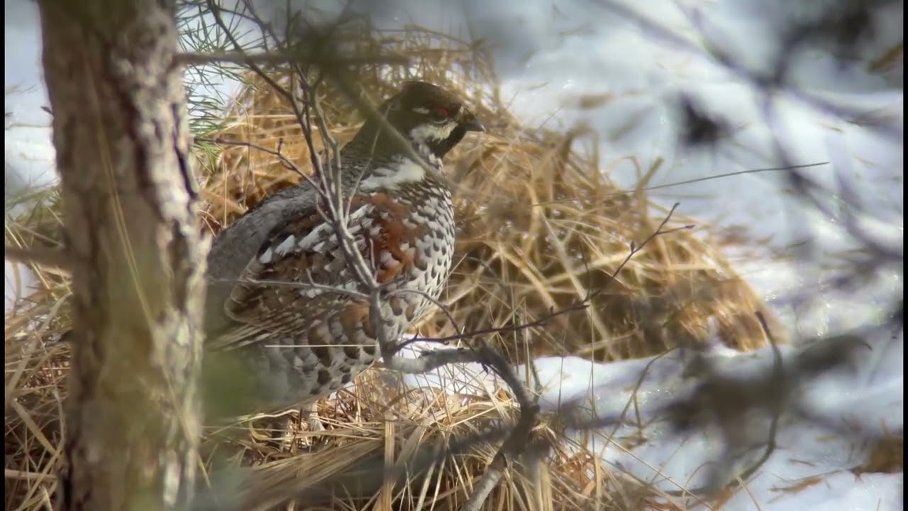 Hazel Grouse, Värmland, Årjäng