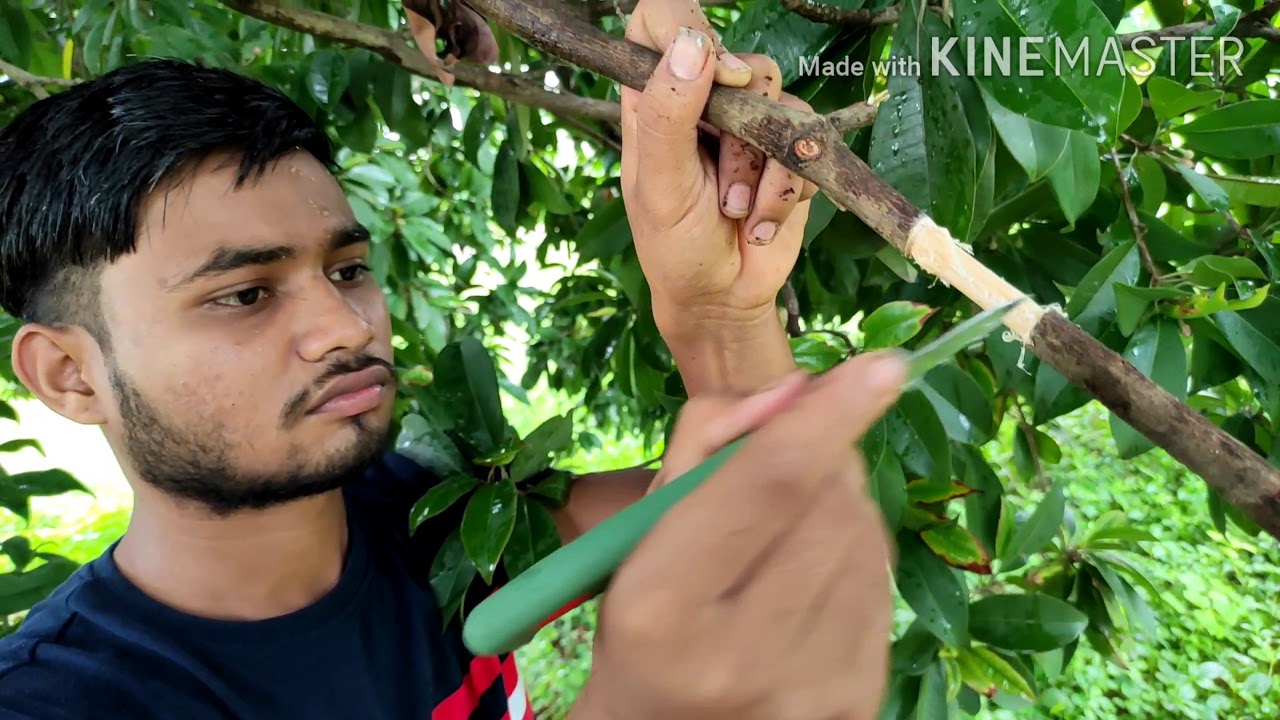 Air layering on Sapota /चीकू पर गुटी कलम