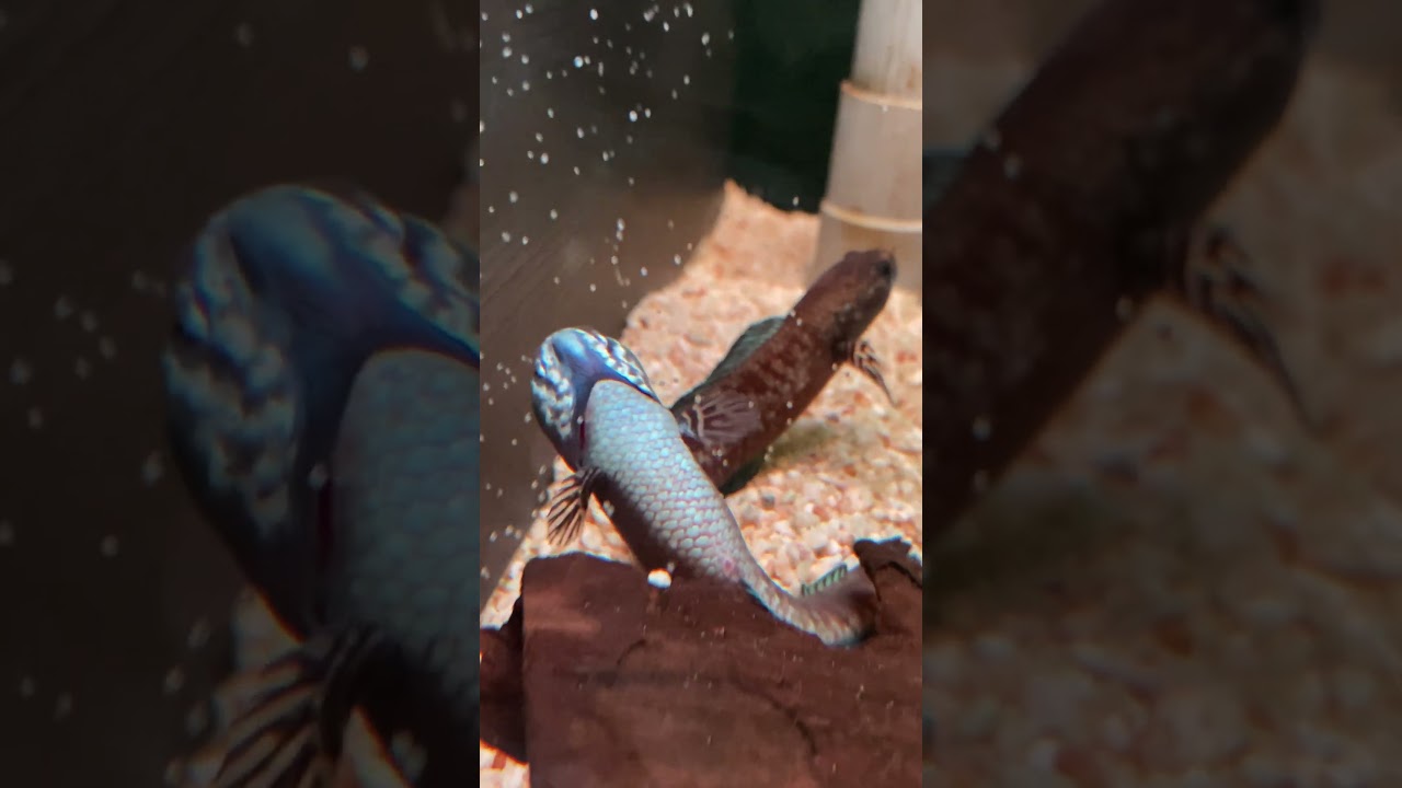 Pairing up Channa Andrao #nature #channa #andrao #pairing #breeding
