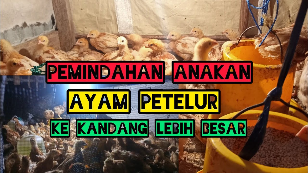 PEMINDAHAN ANAK AYAM PETELUR KE KANDANG BARU
