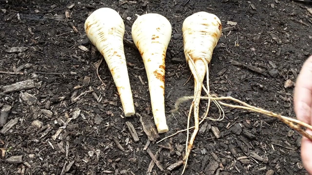 How To Grow Perfect Parsnips 🌻 The Parsnip King 🌻 How Do I Harvest Spouting Broccoli Correctly