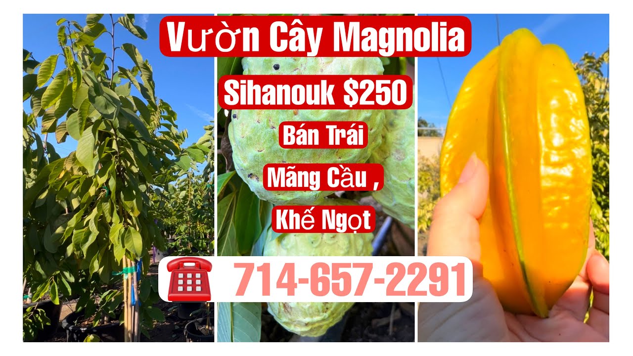 Magnolia Garden – Beautiful Sihanouk Trees | Selling Soursop & Sweet Starfruit