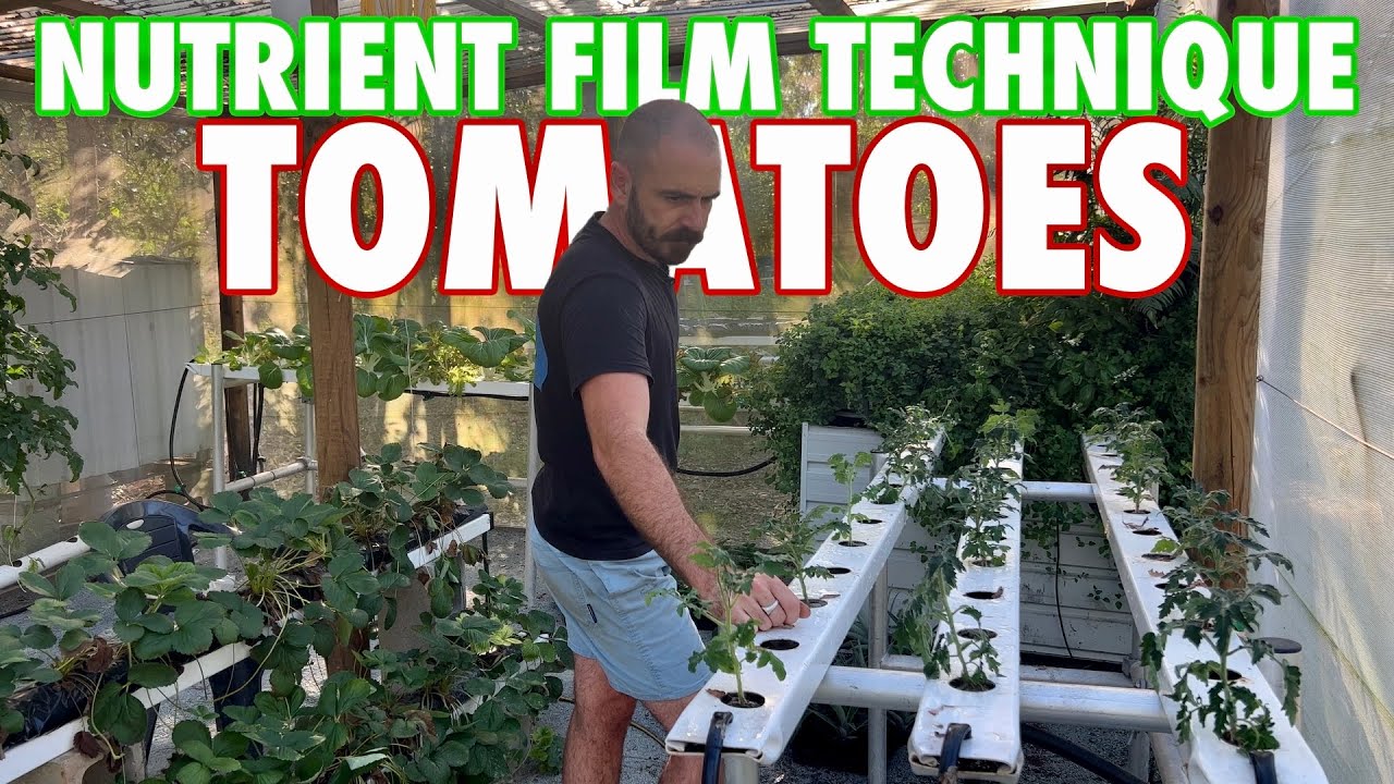Things I've Learned Growing Nutrient Film Technique Tomatoes