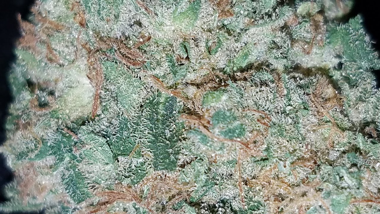 STRAIN REVIEW - PINK LEMONADE - AREA 51