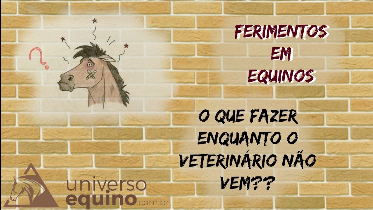 Ferimento em Equinos - O que fazer enquanto o veterinário não vem??