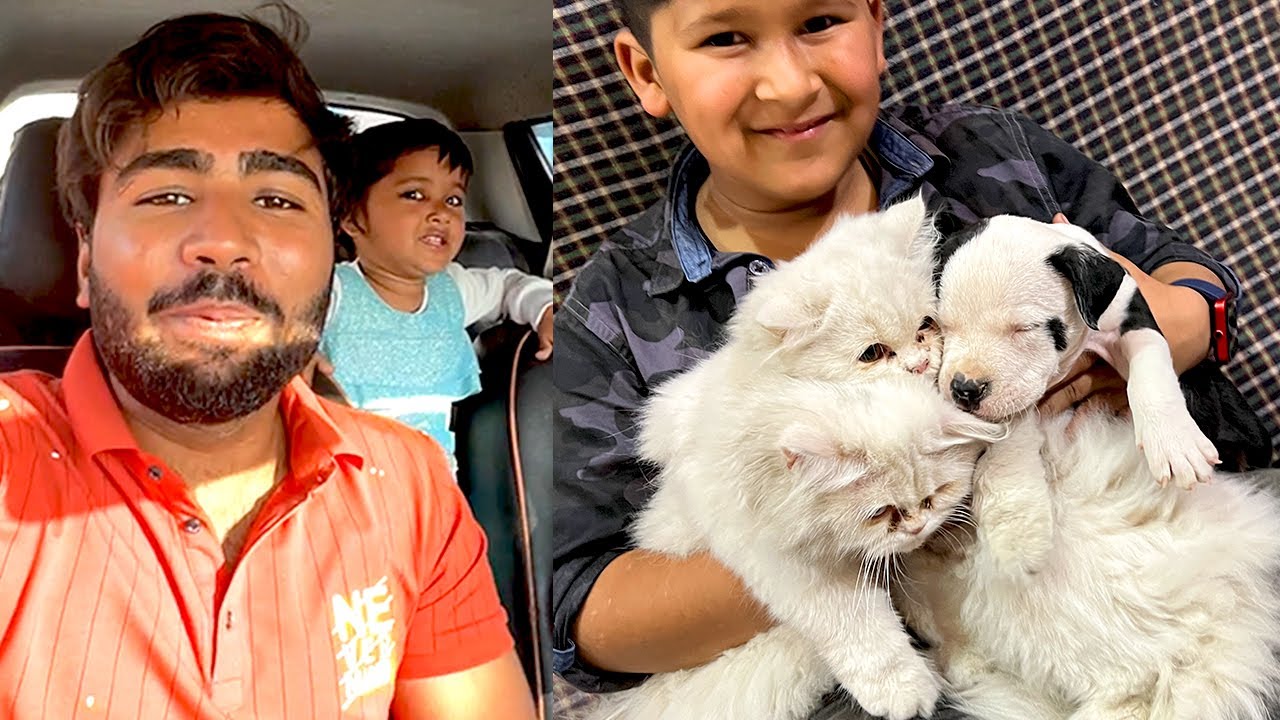 Pitbull ko cats se milwa diya 😍