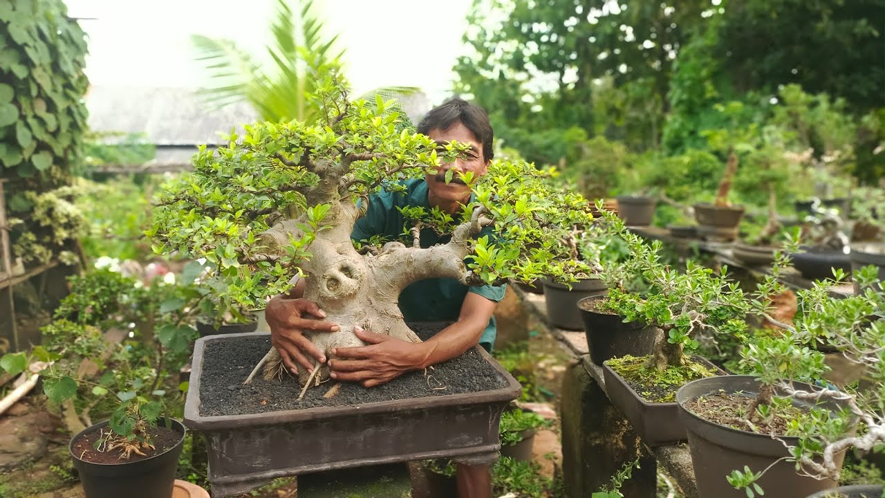 OBRAL BAHAN BONSAI SANTIGI MULAI 100 K PAK RIKUMIS. 0 823-3399-2822