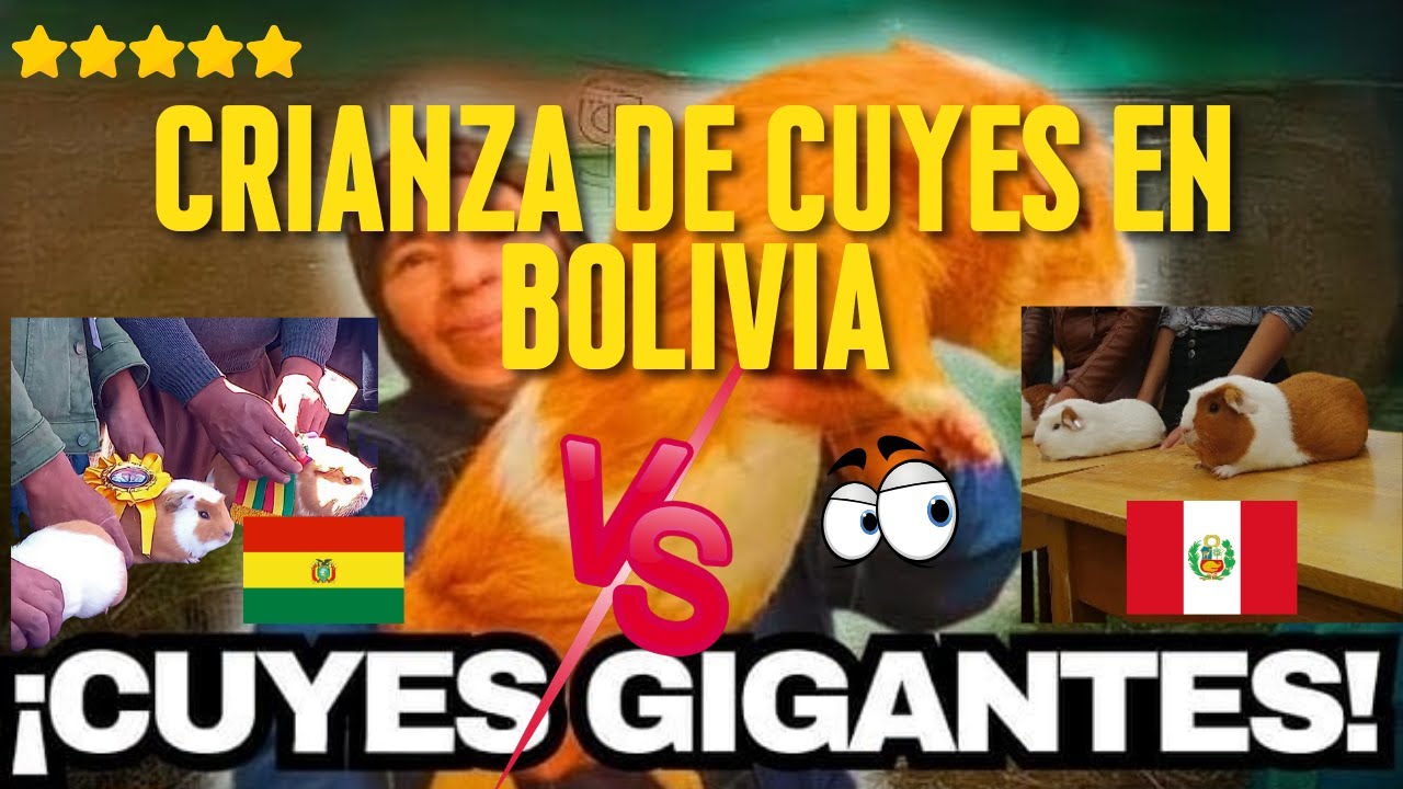 🔥 Como crian los Cuyes en Bolivia vs Perú 2025