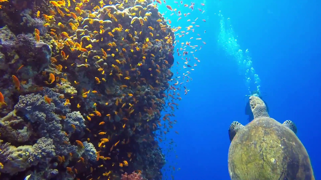 MASSIVE HAMMERHEAD SHARKS - Diving Egypt Daedalus & Elphinstone with JP Marine BY DIVING SPECIALS