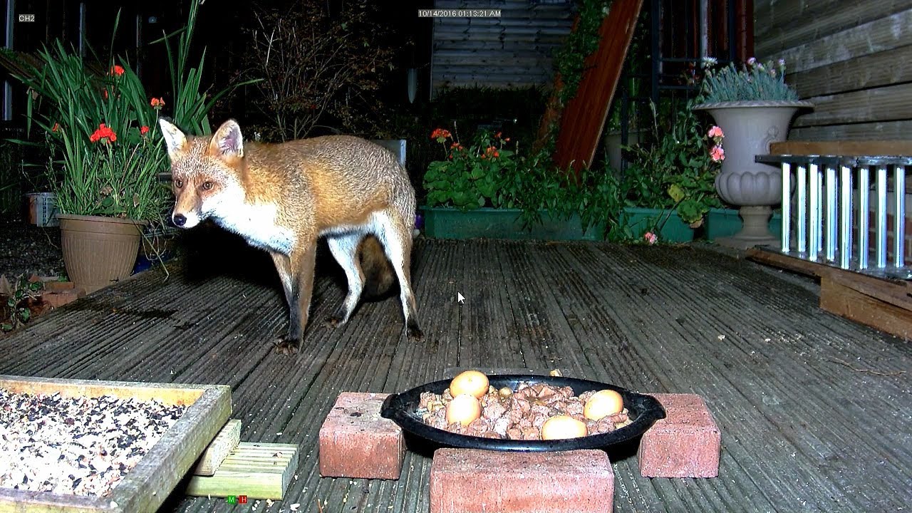 Mum Dad and Aunty fox