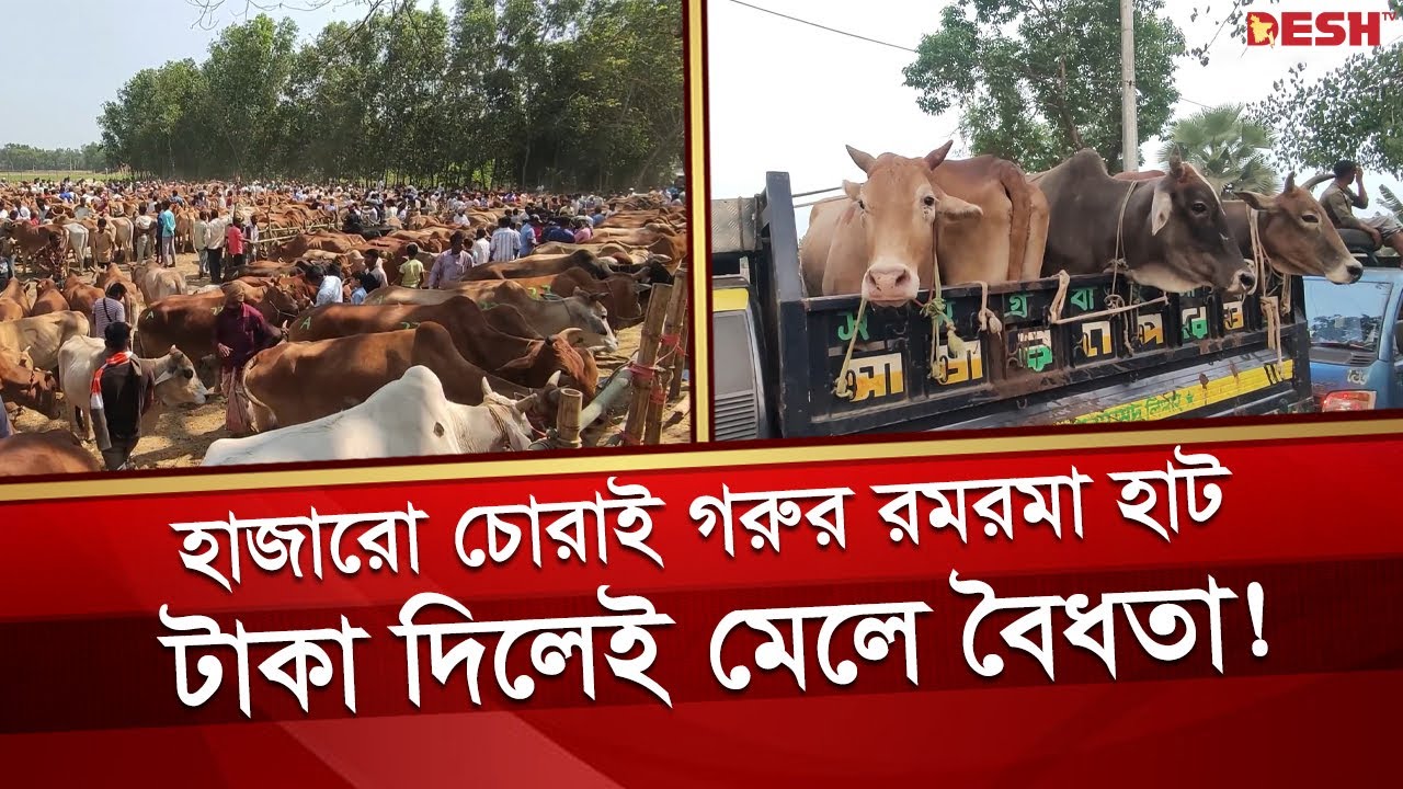 নাইক্ষ্যংছড়ি সীমান্ত দিয়ে অবাধে চলছে চোরাই গরু ব্যবসা |Naikhongchari| Bandarban Cattle | Stolen Cows