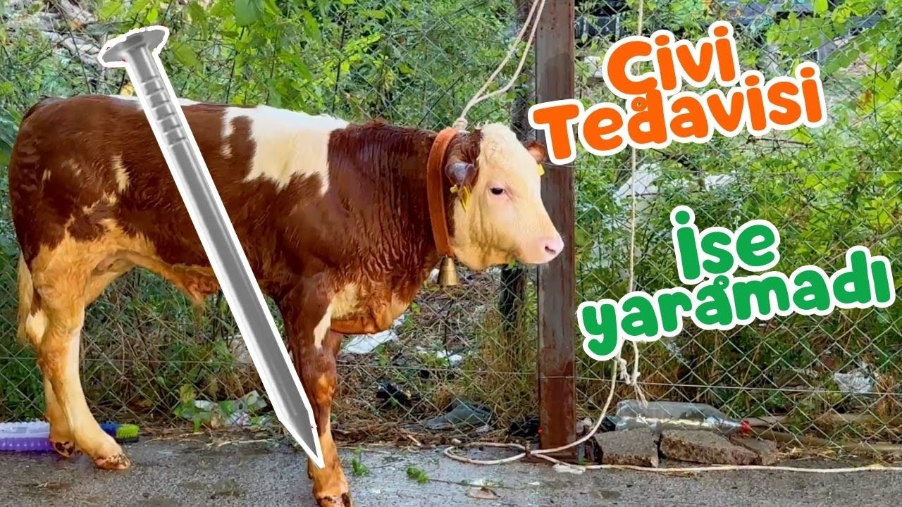Buzağıda Çıkık Tedavisi Başarısız Oldu | Besi Danası Yemleme ve Yem Hileleri