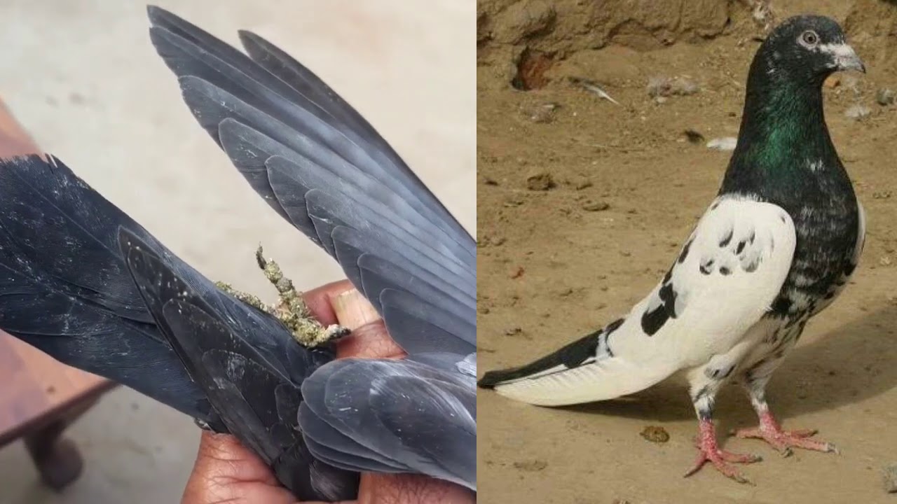Very Information Achay Pigeons Ki Pehchan|| Ustad Ashiq Ali