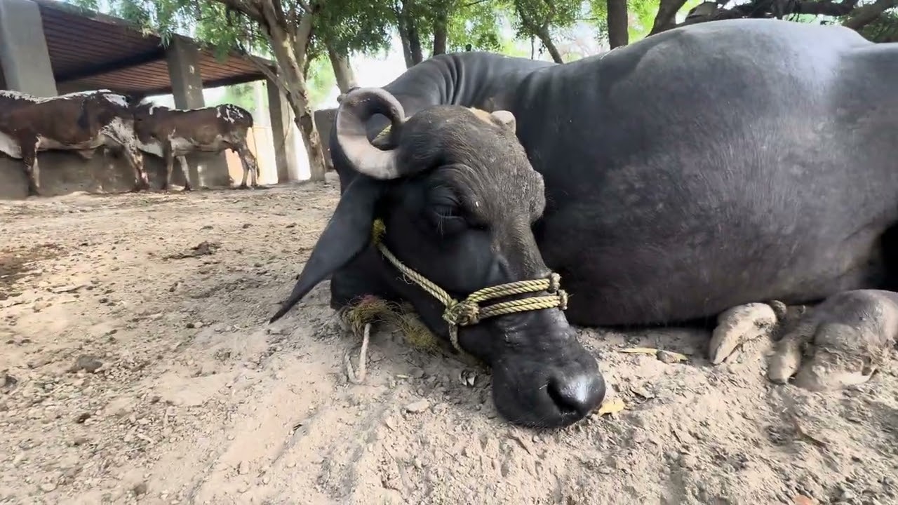 ASMR Buffalo Chewing Mouth Voice
