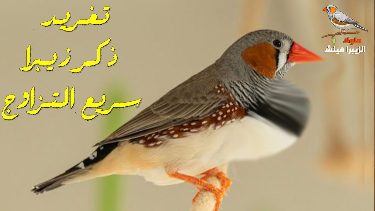 صوت تغريد ذكر الزيبرا فائق الأداء للتزاوج السريع