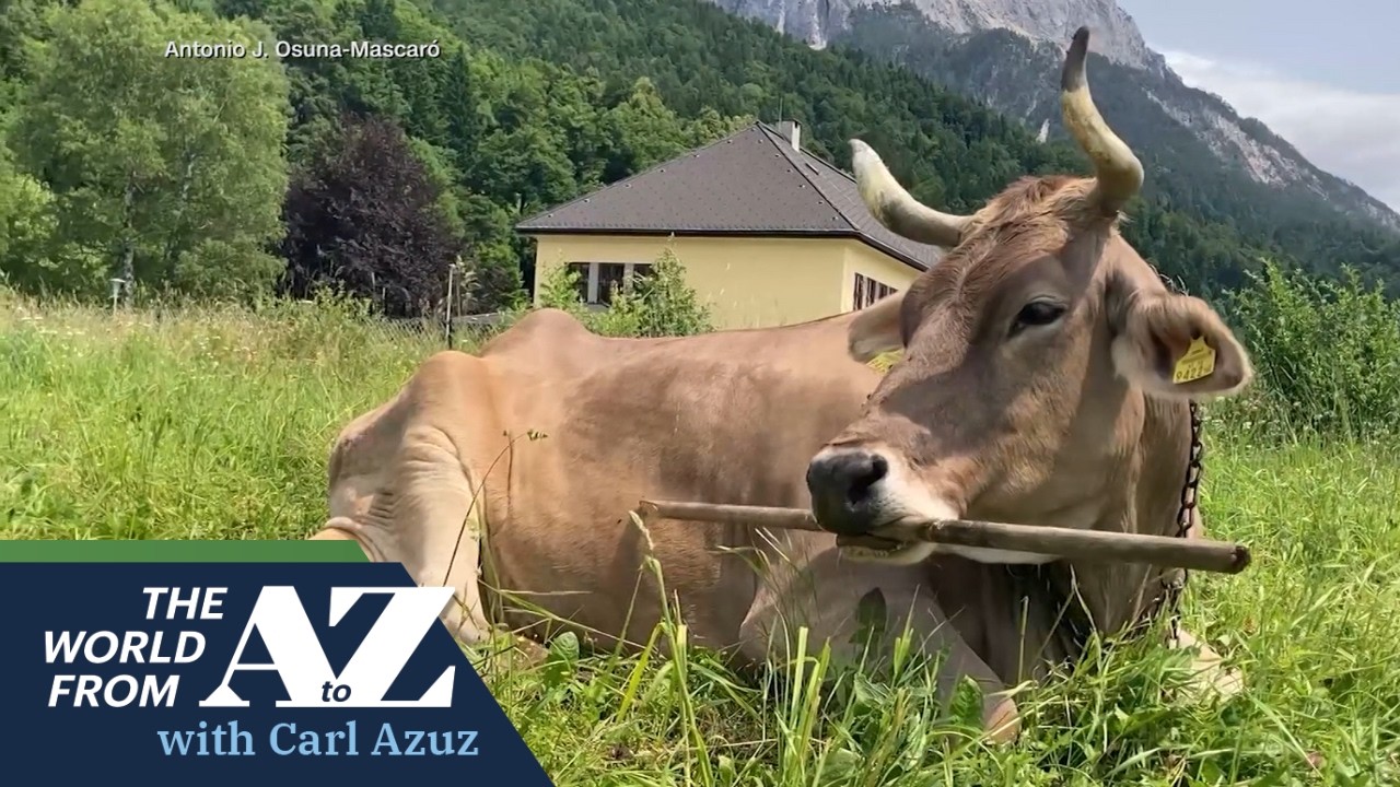 Can Cows Learn To Use Tools?