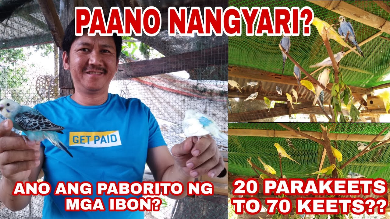 PAANO KO NAPARAMI AGAD ANG AKING MGA IBON | Bro MikeG