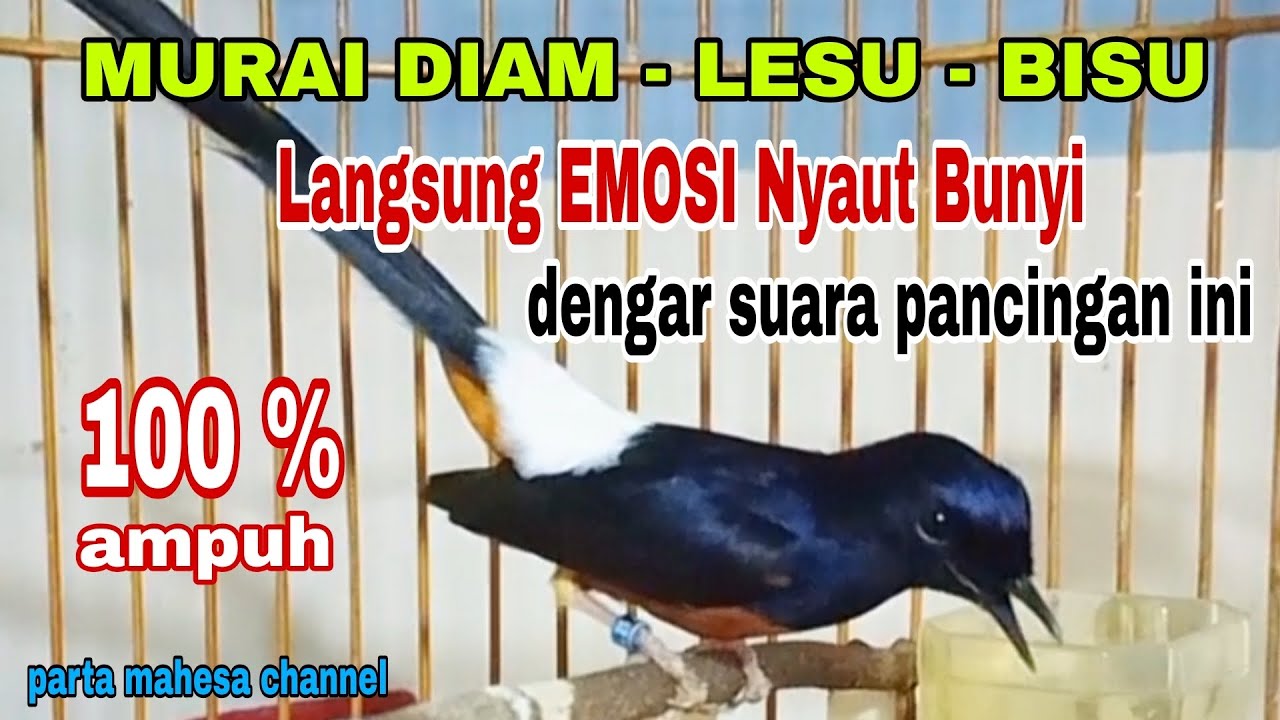 Pancingan Ampuh Menaikan Emosi Murai batu Diam Langsung Nyaut Bunyi Gacor