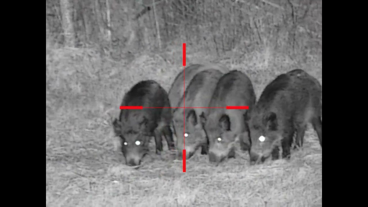 Boar shoot / Nightvision infiray tube td50l