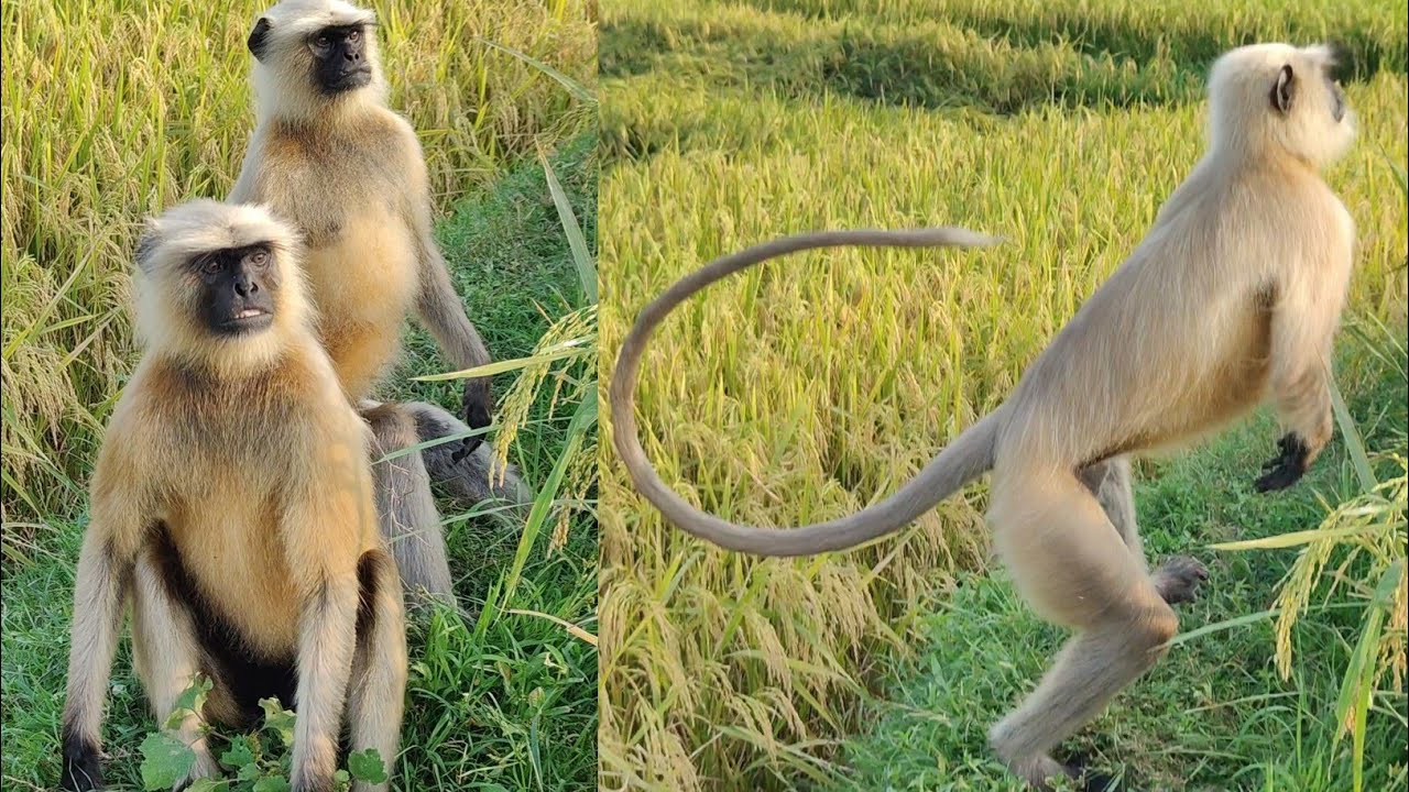 A wonderful sight of monkeys in the village farm.