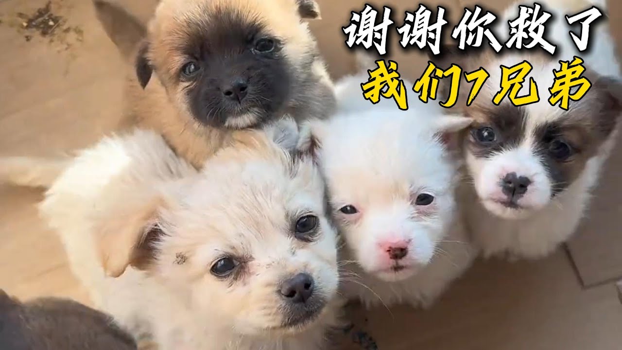 小姐姐回家路上撿了7只小奶狗，每一只都長得很有特點