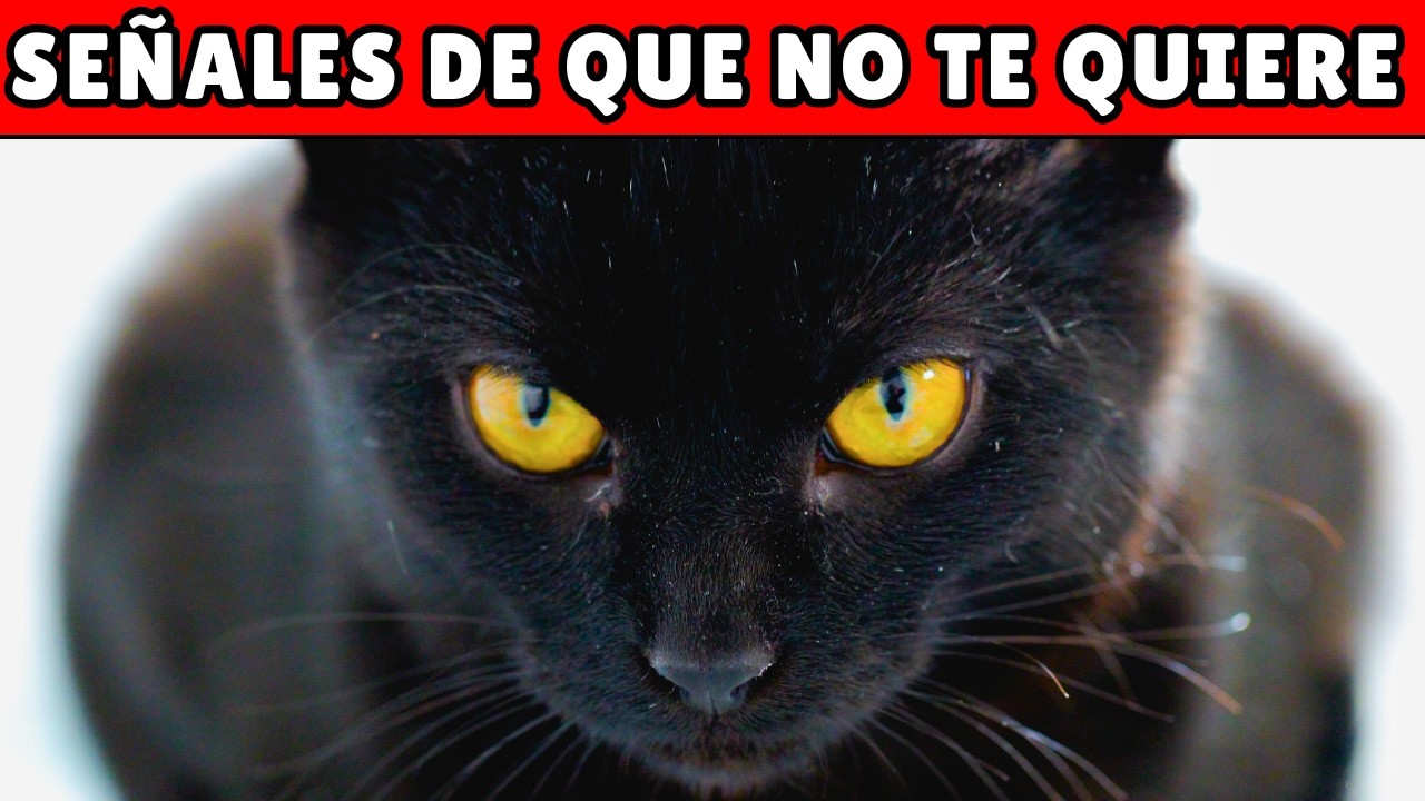 11 señales de que tu gato NO TE QUIERE (aunque creas que sí)