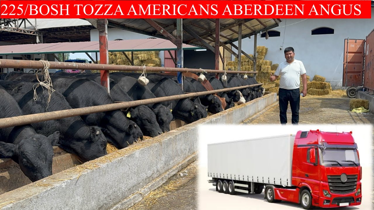 SANJARBEK AKANI 225/BOSH AMERICANS ABERDEEN ANGUS BUQALARI KELDI