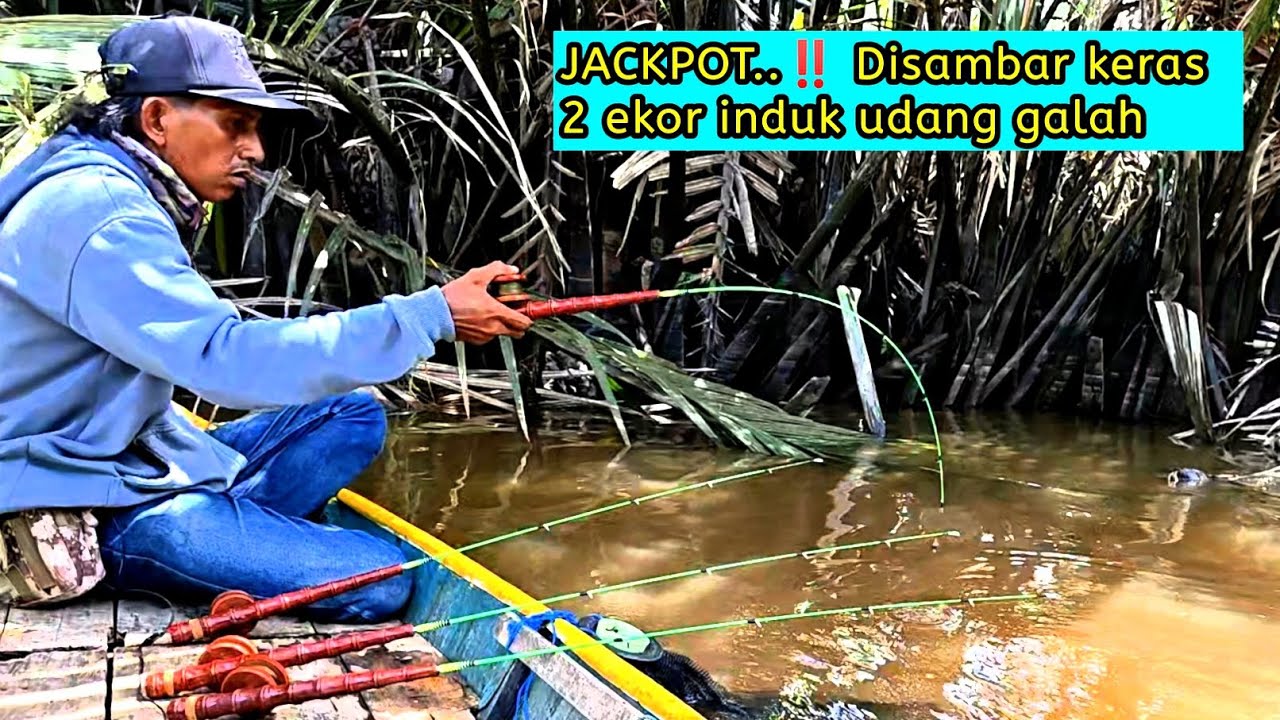 JACKPOT‼️Disambar keras 2 ekor indukan udang galah 