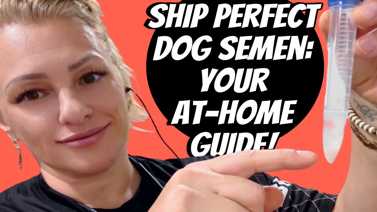 How to Prepare & Extend - Last Minute -Dog Semen for Safe Shipping | DIY