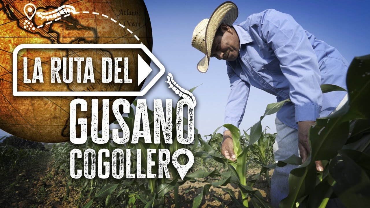 La Ruta del Gusano Cogollero con el Ingeniero Manuel Piña