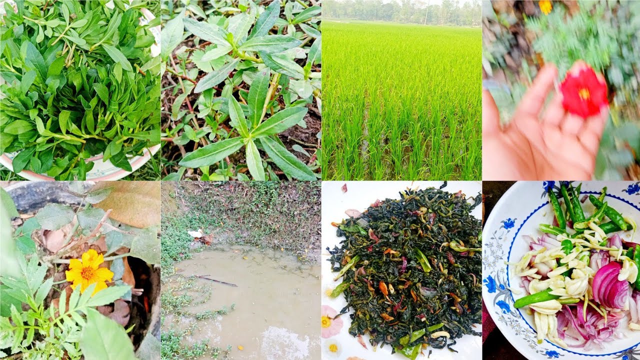 🏕️কে পুকুরপাড় থেকে সেচা শাক 🍀উঠিয়ে অনেক মজা করে ভাজি 🥗 করে নিলাম 👌