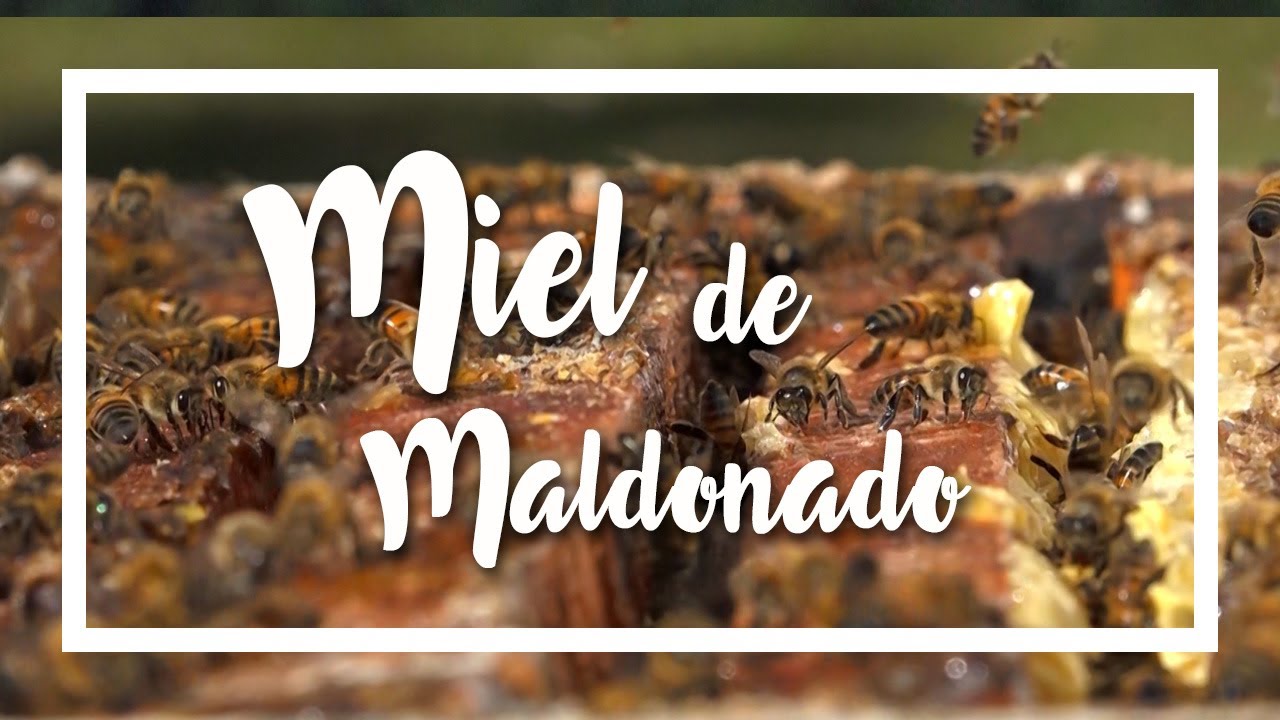 Producción de miel en Maldonado (Uruguay)