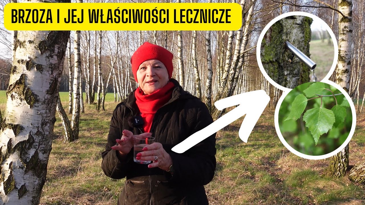 Brzoza i jej właściwości lecznicze &ndash; jak pozyskiwać sok z brzozy (oskołę) i właściwości liści