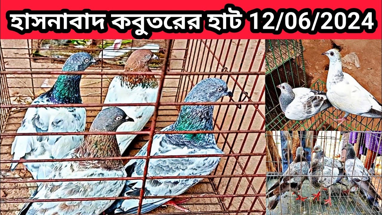 12/06/2024 হাসনাবাদ কবুতরের হাট। Hasnabad kobutor hat. kobutor hat. কবুতর হাট। কবুতরের হাট। pigeons