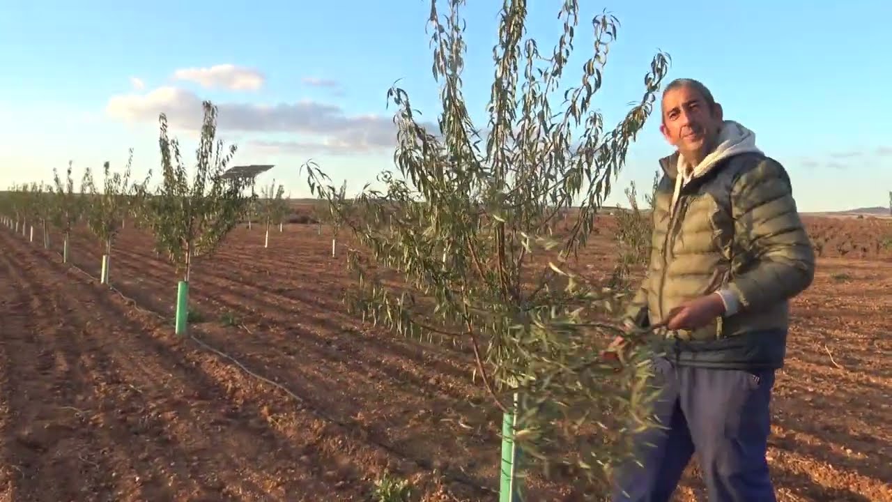 IV Curso de Poda de Lillo- Almendro Makako Makako 1 año.
