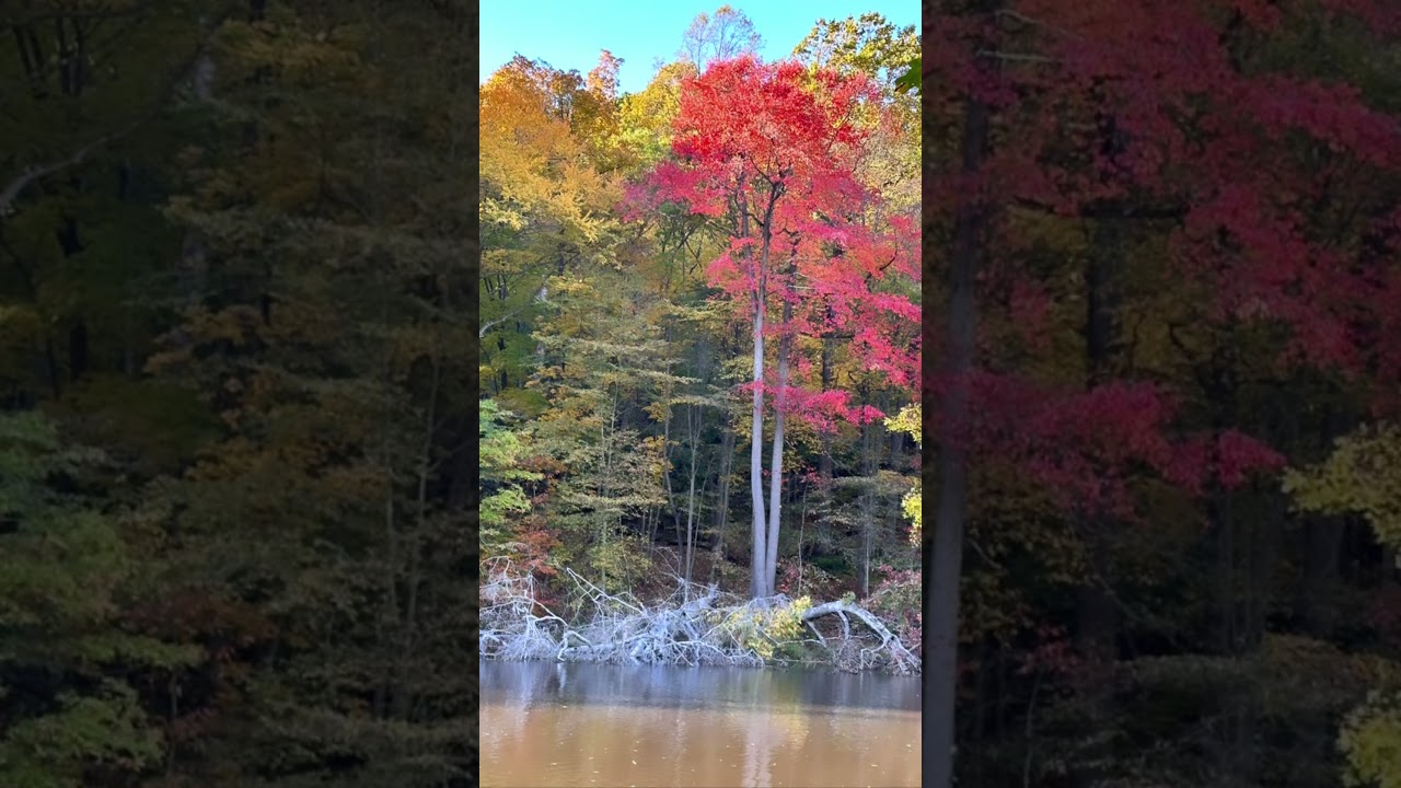 Watchung reservation park - Lake surprise for fall foliage NJ#mountainside# historictrail#new Jersey