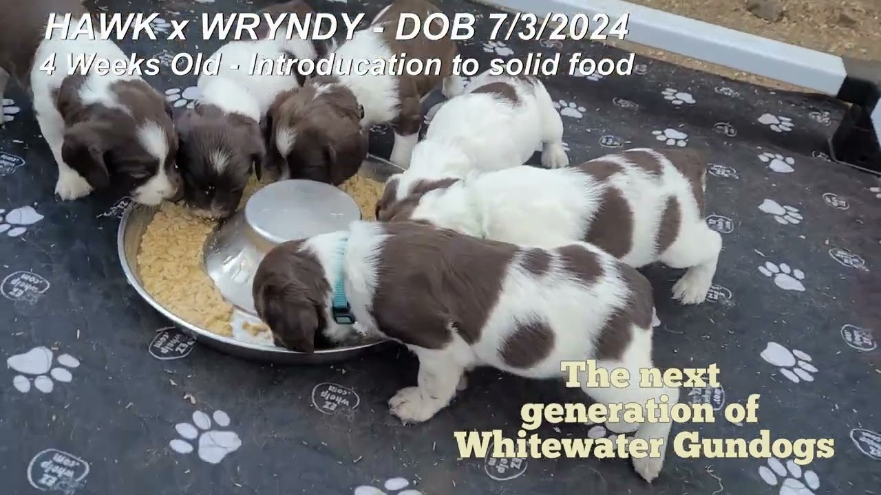 4 Week Old Field Bred English Springer Spaniels- Intro to Solid Food