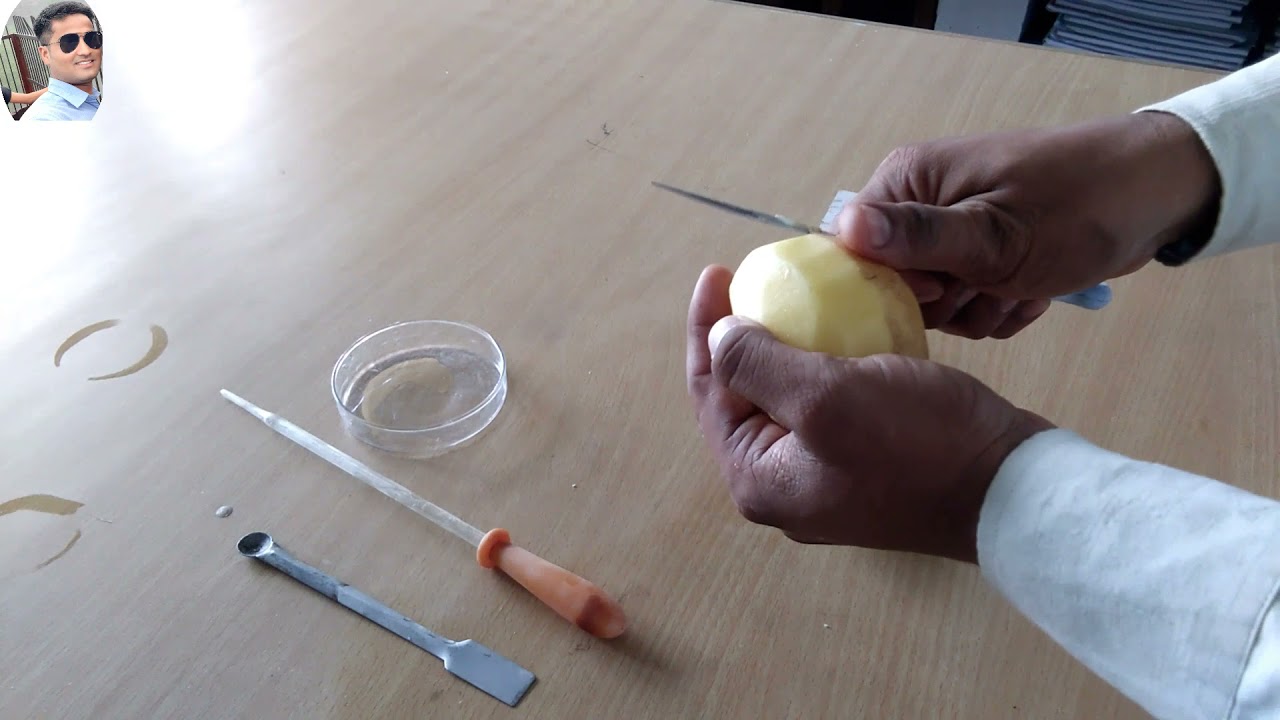 to demonstrate osmosis by potato osmometer class 11th Bio practical 