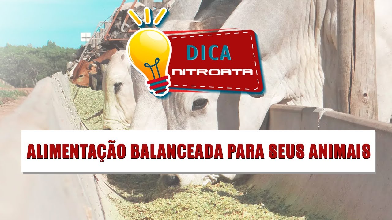 Como oferecer uma alimentação balanceada para seus animais.