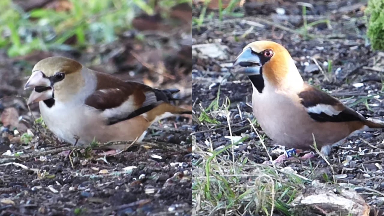 The Hawfinch and its call