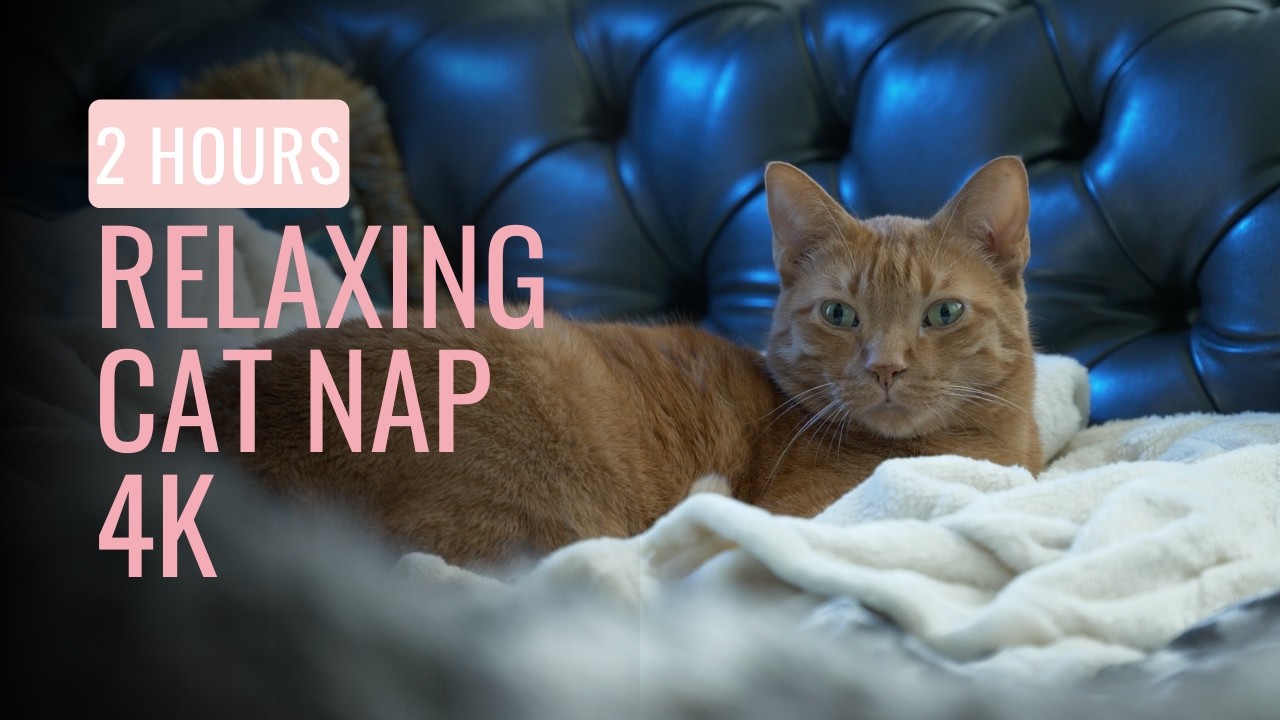 2 HOURS Cozy Cat Night 🐾 | Relaxing 4K Sleep With Brudi