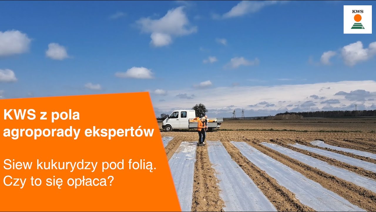 Siew kukurydzy pod folią.  Czy to się opłaca? / KWS z pola AGROPORADY EKSPERT&Oacute;W