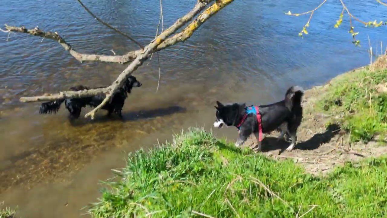 Husky trifft Hütehund 💙 | 🐺 Husky Goraidh 🐾
