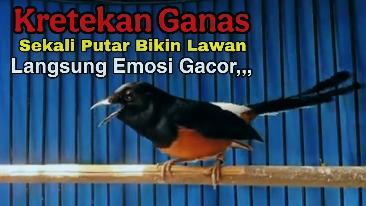 PANCINGAN MURAI BATU KRETEKAN GANAS SEKALI PUTAR BIKIN LAWAN LANGSUNG NYAUT GACOR