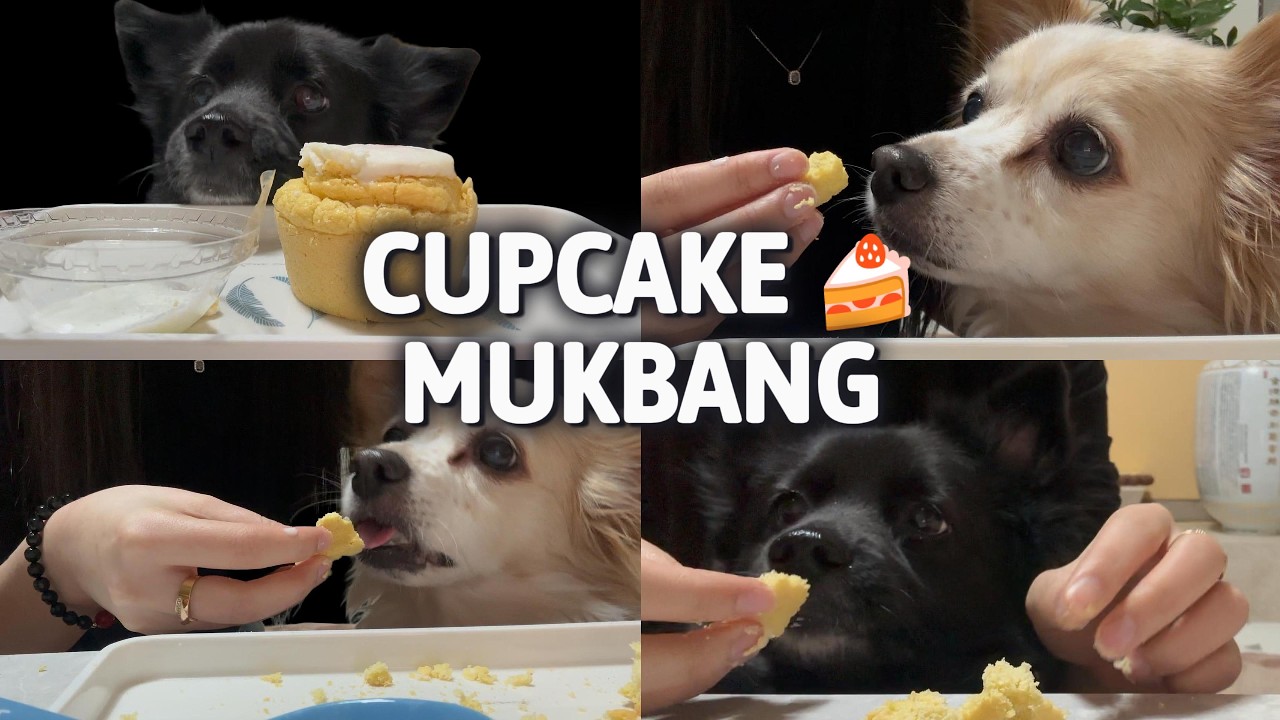 강아지 먹방 asmr | 반려견 일상 vlog | dogs mukbang | 직장인이 휴일 보내는 방법