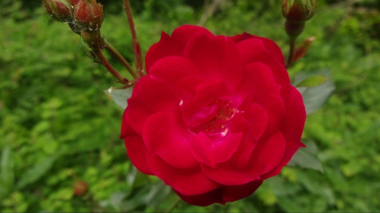 Adagio in h-moll by Gerald Spitzner (Violin-Organ)