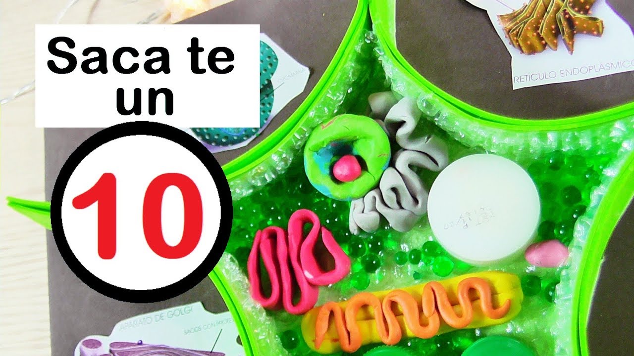Maqueta de la Célula Vegetal 3D para proyecto