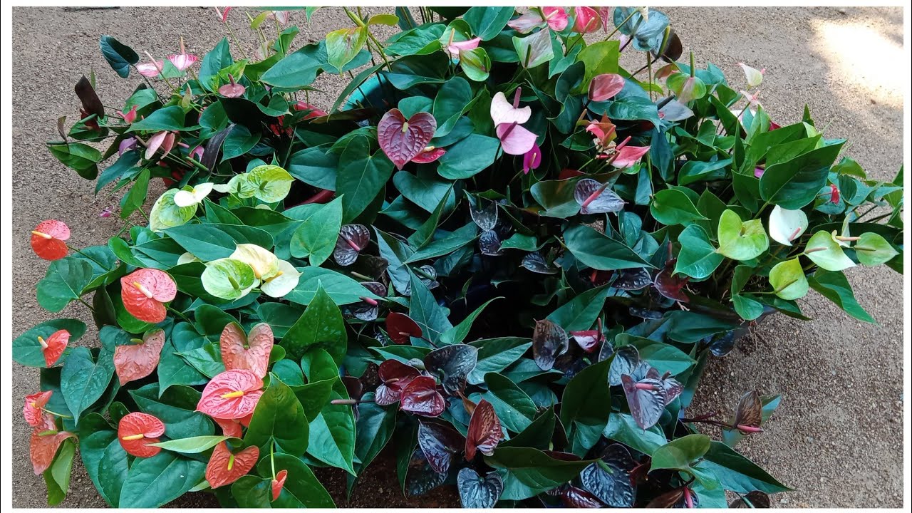 ඔන්න පිස්සු හැදෙන බිග් මදර් ප්ලාන්ට් ටිකක් අදත් ගෙනවා.0752878676